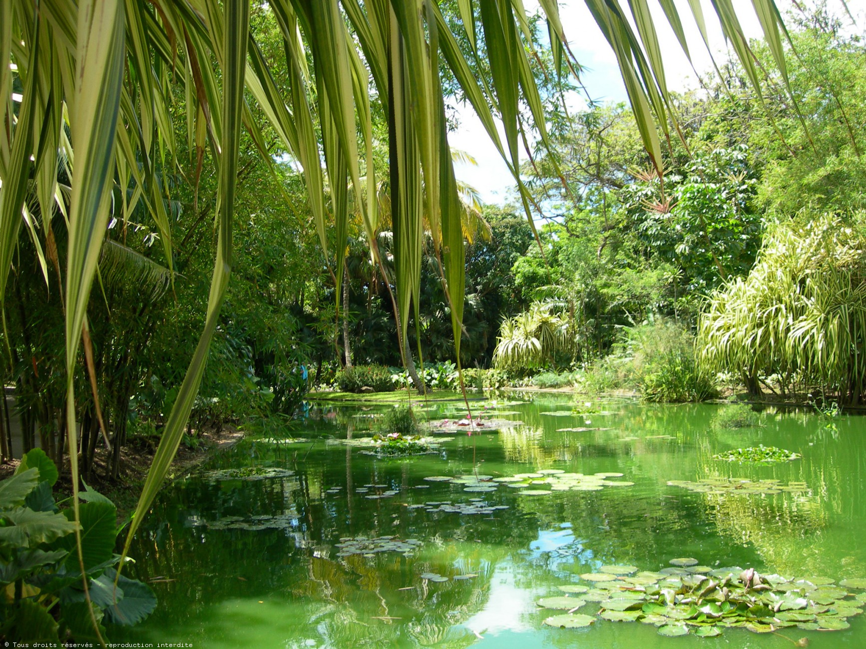 media%2fplaces%2fphotos%2fvacances-jardin-botanique-de-deshaies-100827021724-02