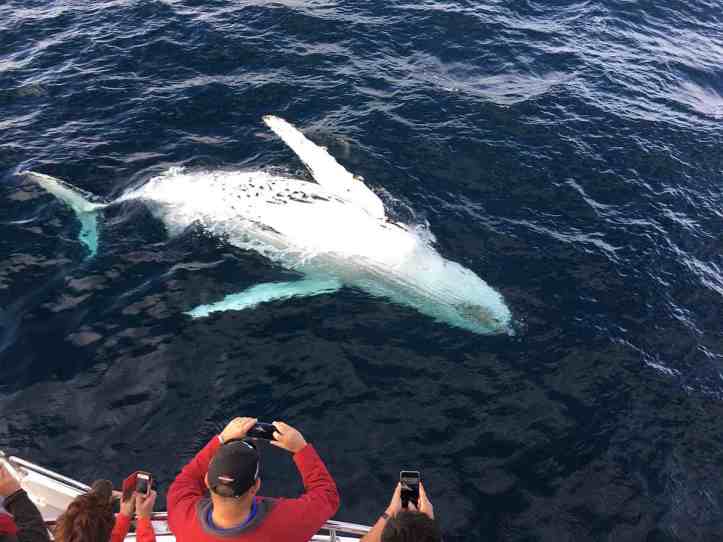 Observation des baleines et dauphins par un groupe qui prend des photos